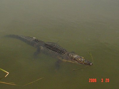 alligatorconventioncentre1.jpg